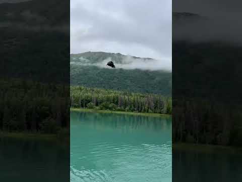 Eagle Tries to Steal Trout on Kenai River Alaska