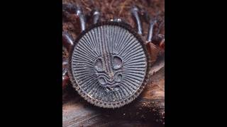 This spider looks like a coin? #shortvideos #facts #amazingfacts