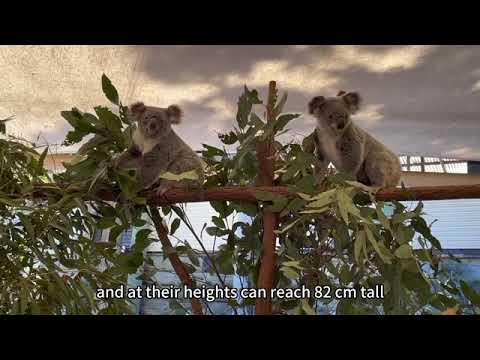 【酷僑專區】跟著海外學生一起環遊世界｜澳洲布里斯本市｜2024｜Brisbane River and Lone Pine Koala Sanctuary