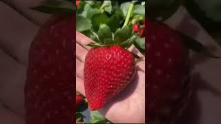 Strawberry fresh fruit #green #zkgreen #growfruit #short #viral