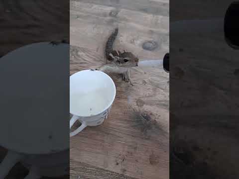 Baby Squirrel Drinking milk