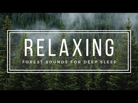 Relaxing Forest Sounds at Night for Deep Sleep and Relaxation 🌳 -  1 Hour Soothing Nature Sounds HD