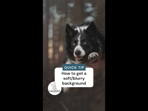 How to: get a soft & blurry background in your pet photos!