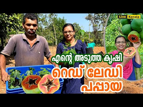 റെഡ് ലേഡി പപ്പായ കൃഷി / Red lady  Papaya Farming / Papaya krishi in Kerala