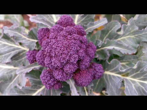 How to Grow Purple Sprouting Broccoli free from Club Root from Seed