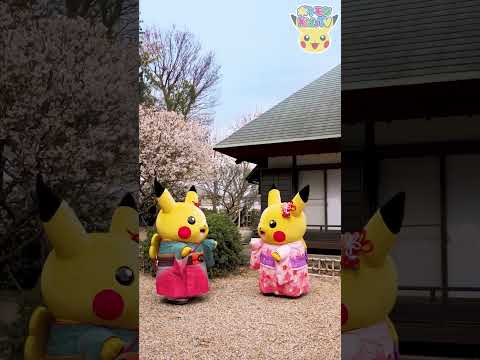 【ポケモン公式】ポケモン Shorts ～ピカチュウとおはなみ PART2〜