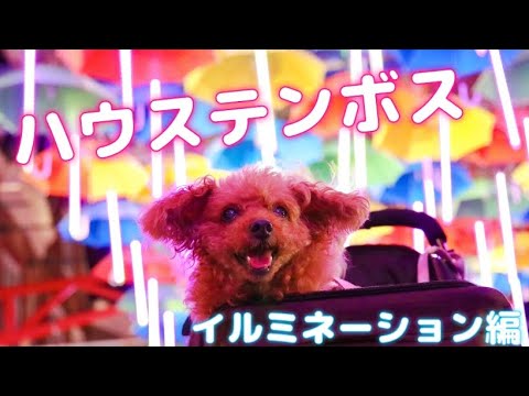 【2023春キャンピングカー旅行③】圧巻✨ハウステンボスはやっぱり凄かった❣️❣️イルミネーション編✨ペット可🐶