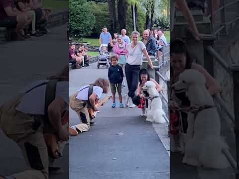 Poodle reacts to Street Performer