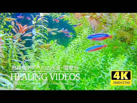 [4K] Healing aquarium 3 hours / Tropical fish and natural sounds