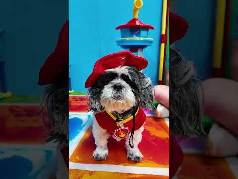 Wiggles Waggles and Waffles are the Pups of Paw Patrol #FamilyFun #FunnyDogs #RealPawPatrol