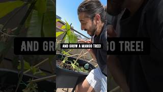 DIY Mango Tree in a Pot! 🥭 creative explained