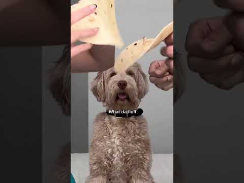 Tortilla challenge with our dog #dogs #shorts #funny #tortilla #labradoodle #challenge