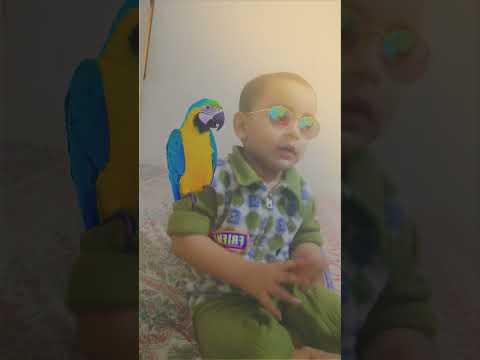 I love parrot 🦜| beautiful parrot 🦜#shorts #parrot #youtubeshorts