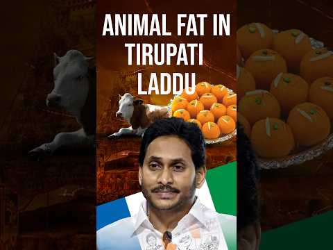 Animal Fat in Tirupati Laddu: Prasad Scandal in Tirupati Temple #tirupati #newsupdate #tirupatiladdu