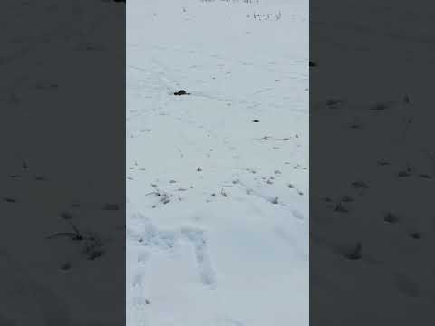 Gophers in the Snow - The best time of year to get rid of them?