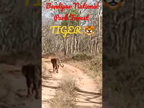 Bandipur National Park Forest Tiger 🐯 #viral #sdgmr #shorts #trending #reels #tiktok #vlog #tiger