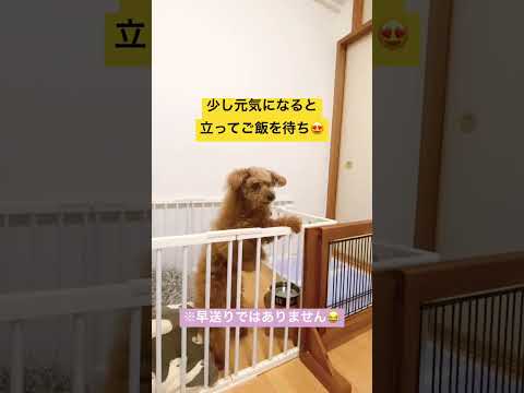 【二本足で立つ16歳トイプー🐶】#食いしん坊犬