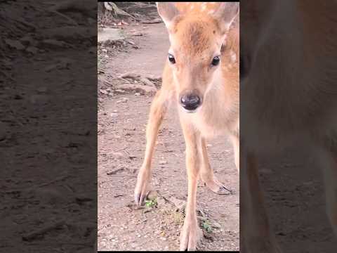 奈良の子鹿❤️子鹿の災難🦌💦ずっとママの後をついていきます🥰 #おもしろ #動物 #奈良公園 #shorts