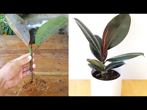 How to grow Rubber plant from cuttings Easy and simple Method | Rubber Plant Propagation