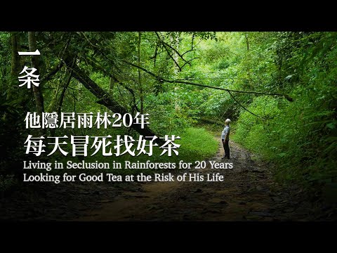 【EngSub】Living in Seclusion in Rainforests for 20 Years Looking for Good Tea at the Risk of His Life