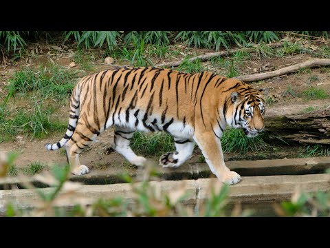 Smithsonian National Zoo | Washington DC