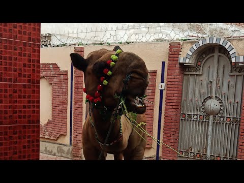 Camel 🐪 eating fresh grass | Eid ul Azha