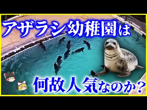 【ゆっくり解説】なぜ日本人に人気！？「アザラシ幼稚園」とは何なのか？を解説/アザラシの生態と保護活動