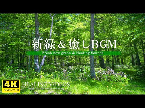 【4K】癒しBGMと爽やかな新緑VOL.4（鳥のさえずり・川のせせらぎ）疲れた心身の回復・リラックス効果・勉強中や作業用、目覚めの朝に、眠れない夜にもどうぞ。natural sound 3 hours