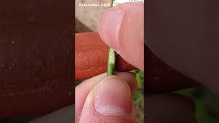 Rose grafting - bud grafting