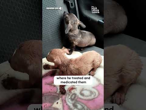 Man Rescues Abandoned Puppies