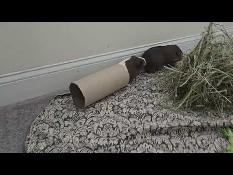 Guinea pig sisters playing