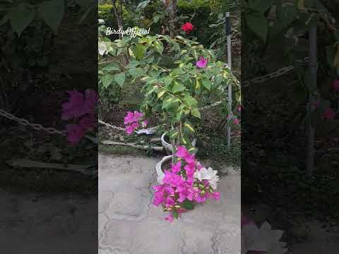 Variegated Bougainvillea #bougainvillea #flowers #homegarden