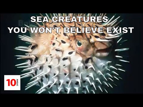 Top 10: Sea Creatures you won't BELIEVE EXIST! (WHOA CHECK THIS OUT!)