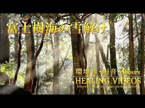 [Natural sounds of healing] Melting snow and rain sounds heard in the forest of Fuji / 3 hours