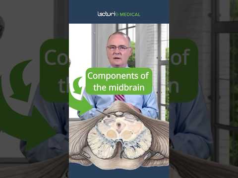 How Does the Midbrain Control Movement and Vision? 🧠🔍