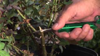 Rose Grafting Techniques