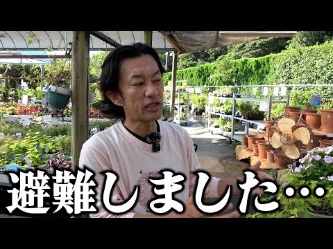 【撮影後】避難しました【カーメン君】【園芸】【ガーデニング】