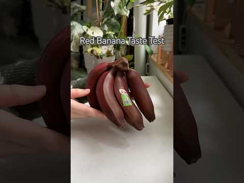 Red Banana #shorts #plants #banana #fruit #tastetest #snack #food #tropical #bananas