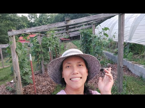 ALL my Chayote Plants Grew Back. 100% re-growing rate even the malnourished ones.