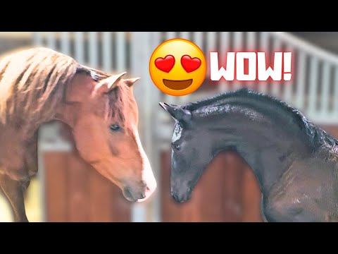 Rising Star⭐ and Belle Uniek! Cute! | Are you coming with me? | Friesian Horses