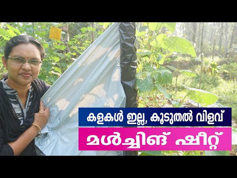 മൾച്ചിങ്:  കുറഞ്ഞ വെള്ളം, കൂടുതല്‍ വിളവ്,