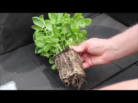 Basil Hack:  Supermarket Plant Propagation