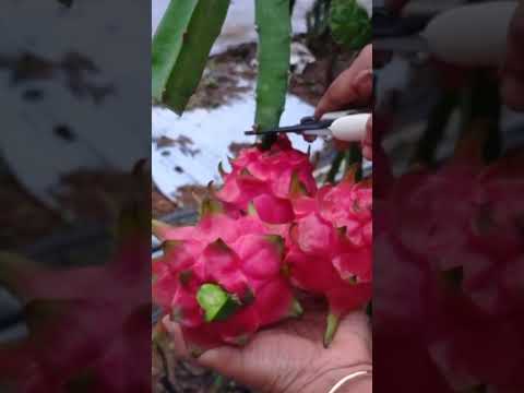 Dragon Fruit harvesting | July