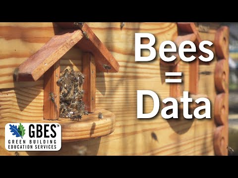 Rooftop Hives Best Bees Data Analysis - Education Clips