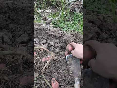 Harvesting Potatoes #shorts #youtubeshorts #potatoes