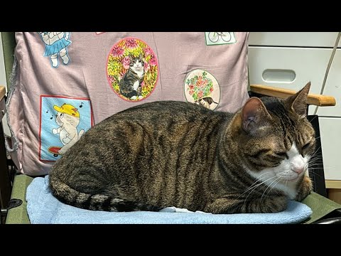 ドS猫の球太 10月22日（火）