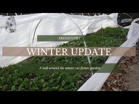 WINTER UPDATE: RANUNCULUS + REALISTIC EXPECTATIONS - Cut Flower Garden Hardy Annuals and Spring Bulb