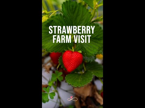 Strawberry Farm Visit || Infinity Platter