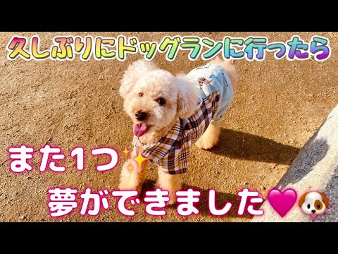 【久しぶりにドッグランに行ったら…また１つ夢ができました✨🐶✨】#トイプードル  #犬友