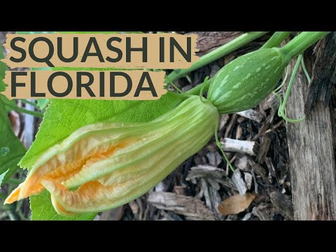 Watch This BEFORE You Plant Squash